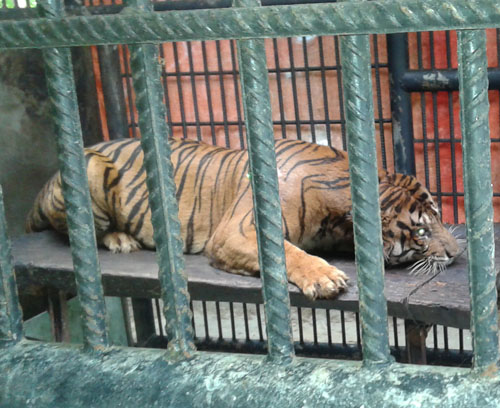 Suffering from Blood Parasite Disease, Critically Endangered Sumatran Tiger Giring Tranlocated to Taman Safari Cisarua Bogor for Treatment (June 6, 2016)